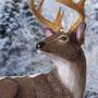 Winter Whitetail 1940 001 9 3