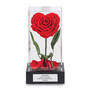 Forever Yours Miracle Rose 11788 0013 a main