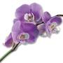Miracle Orchids 4607 001 7 2