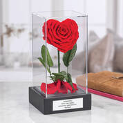 Forever Yours Miracle Rose 11788 0013 m room