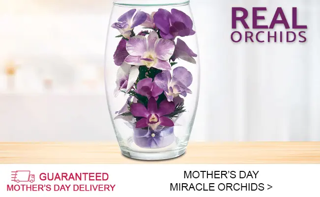 miracle orchids