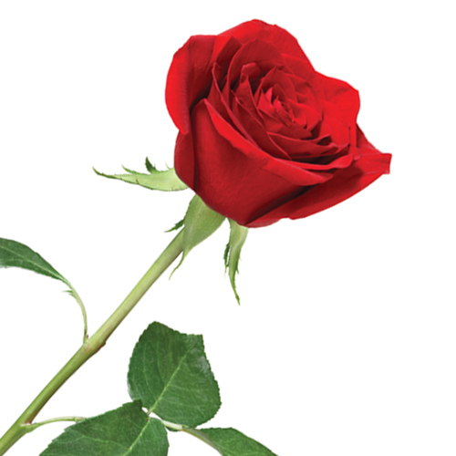 rose flower