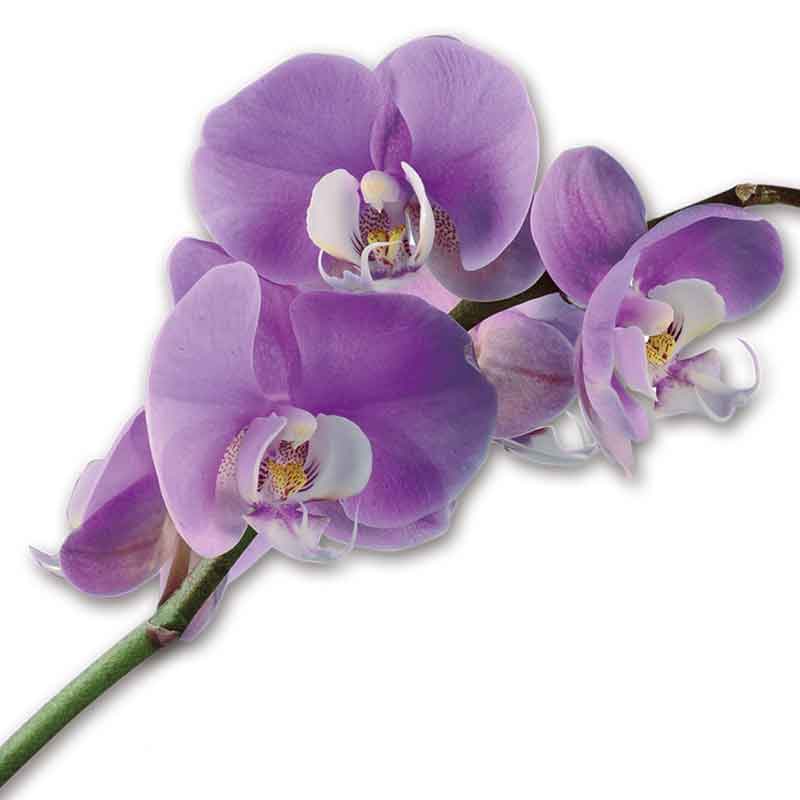 Miracle Orchids 4607 001 7 1